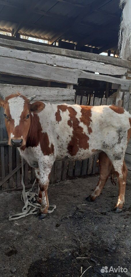 Годовалая тёлка стельная и корова с первым оттёлом купить на Зозу.ру - фотография № 2