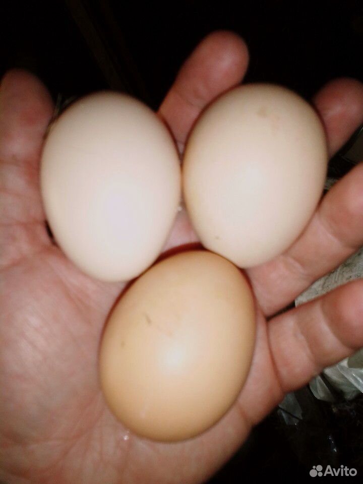 Яйца инкубационные куриные соберу под заказ купить на Зозу.ру - фотография № 2