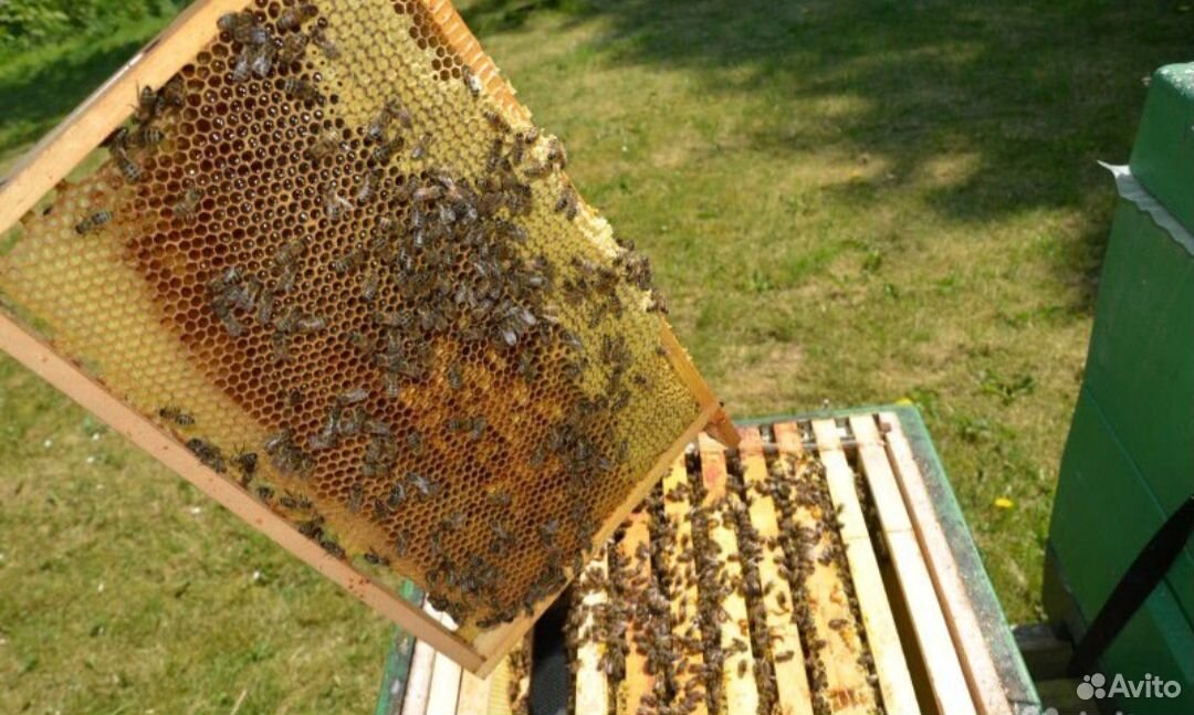 Авито краснодарский пчелопакеты. Пчелиная семья фото. Свита из пчёл. Деление пчелосемей на пол лета. Авито Свердловск пчелопакеты 4 х рамочные.