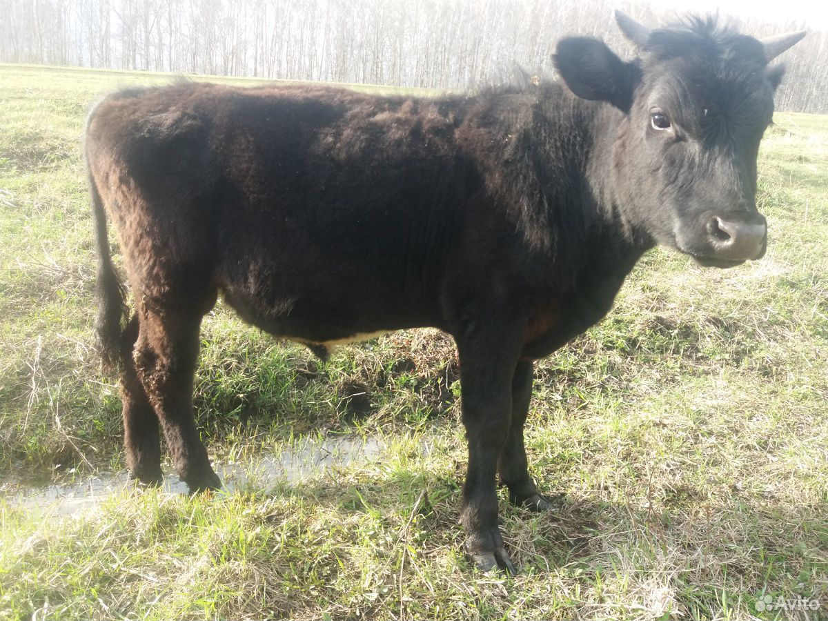 Корова, теленок, бык купить на Зозу.ру - фотография № 1