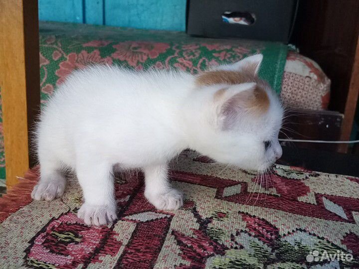 Котик белый с рыжими счастливыми пятнышками купить на Зозу.ру - фотография № 3