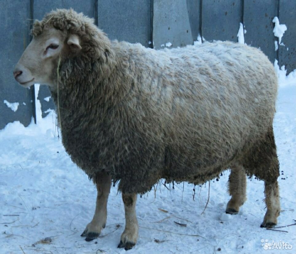 Овцы куйбышевской породы купить на Зозу.ру - фотография № 1