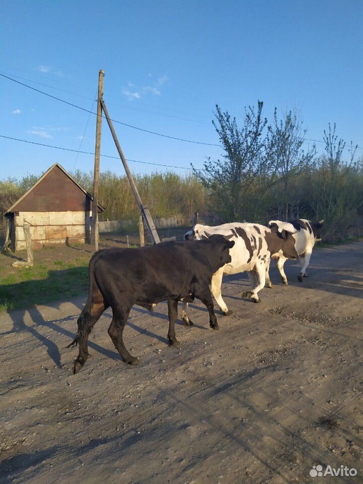 Два бычка молочного направления, двойнёвые купить на Зозу.ру - фотография № 7