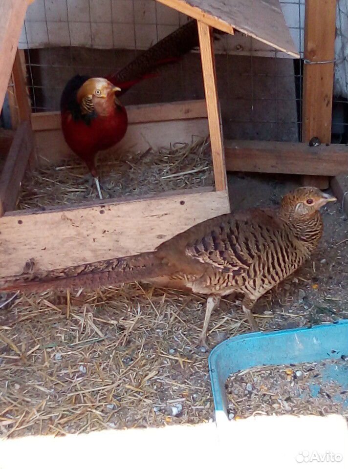 Яйцо инкубационное фазана красное золото купить на Зозу.ру - фотография № 1