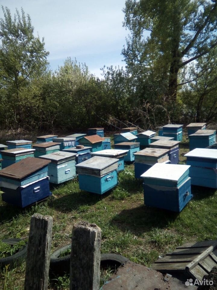 Пасека, дом и пчёлы купить на Зозу.ру - фотография № 6