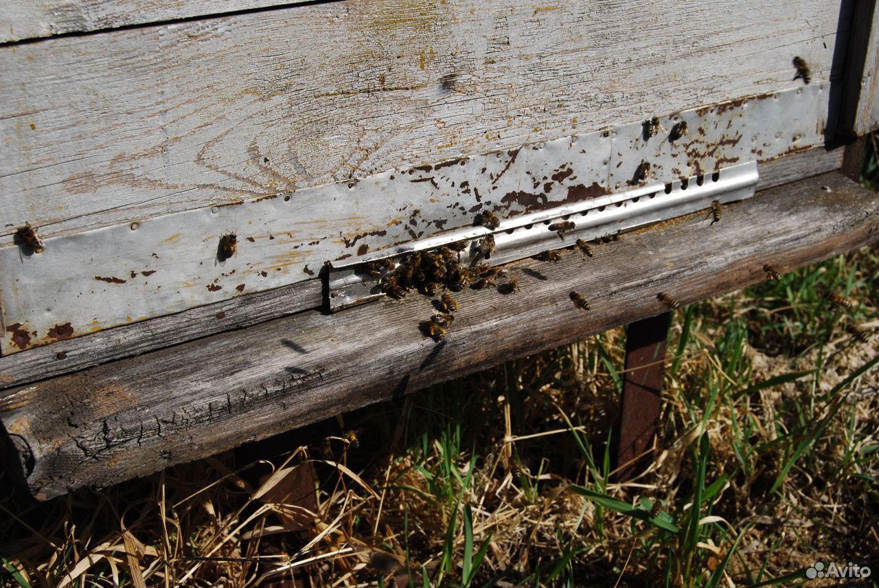 Пчелы средне русской породы купить на Зозу.ру - фотография № 3