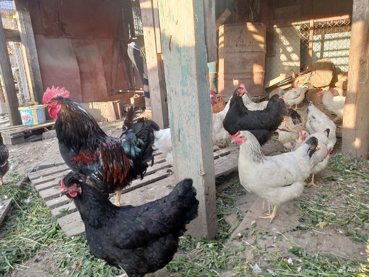 Цыплята-несушки, Годовалые петухи купить на Зозу.ру - фотография № 5