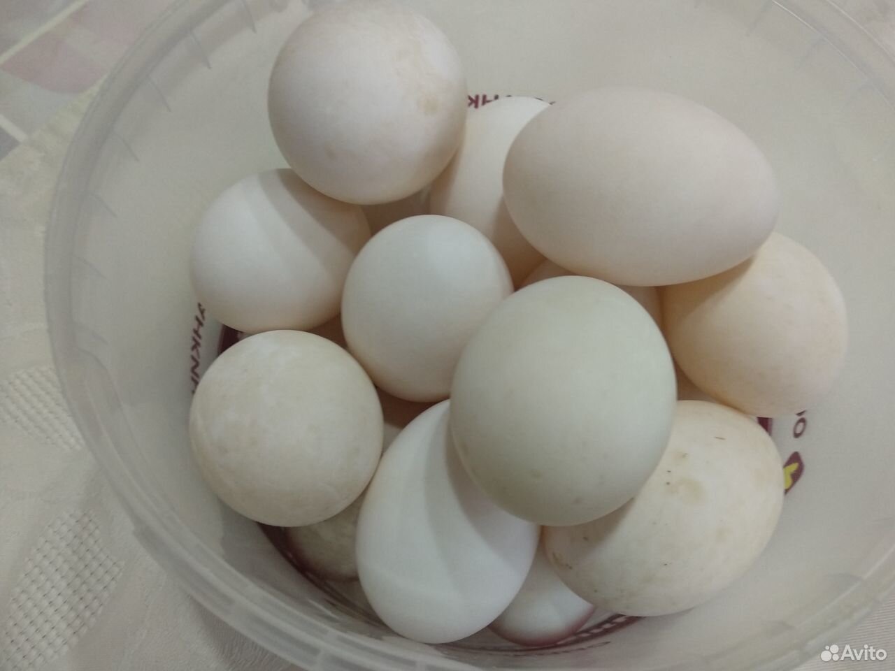 Продается инкубационное яйцо утки стар 85 купить на Зозу.ру - фотография № 1