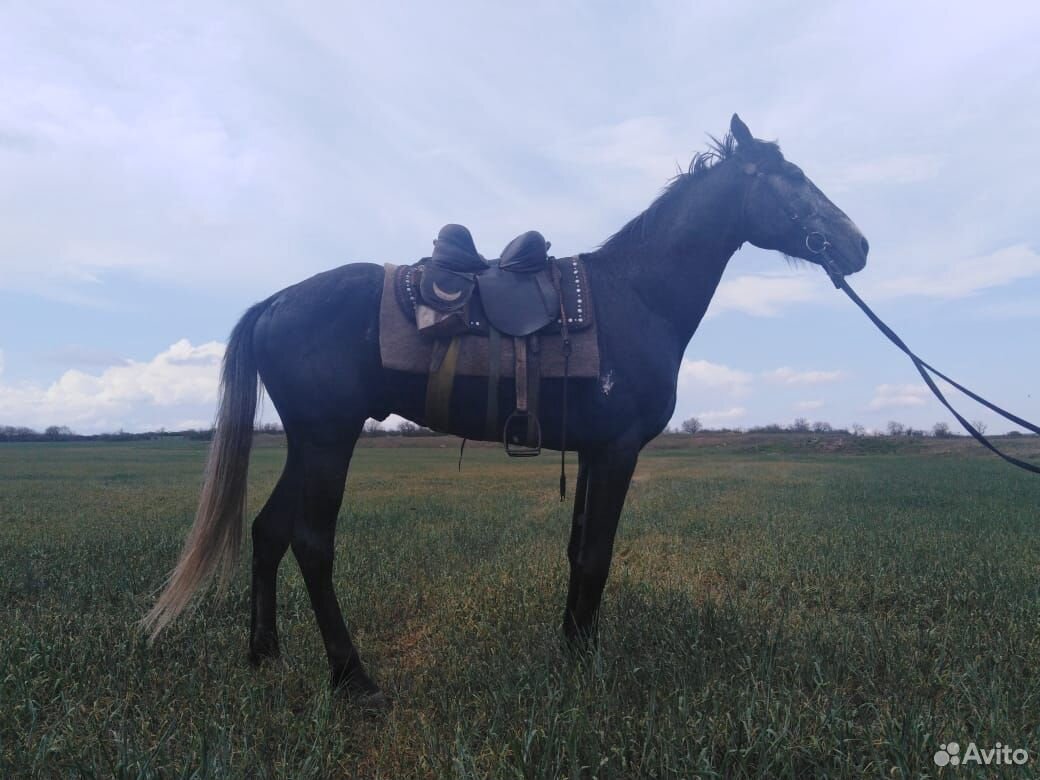 Продаются лошади купить на Зозу.ру - фотография № 3