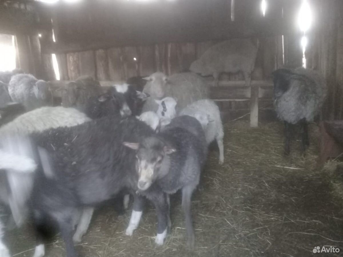 Бараны, овцы и овечки купить на Зозу.ру - фотография № 2
