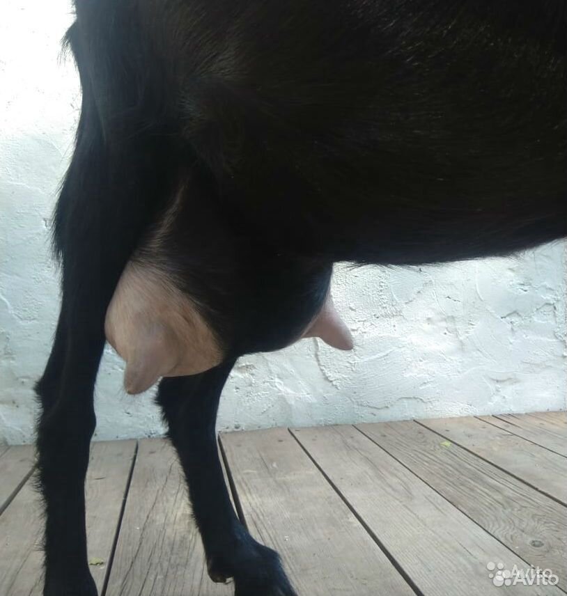 Племенной черный козел альпийский купить на Зозу.ру - фотография № 4
