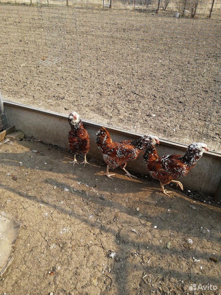 Яйцо, цыплята, куры, петухи купить на Зозу.ру - фотография № 1
