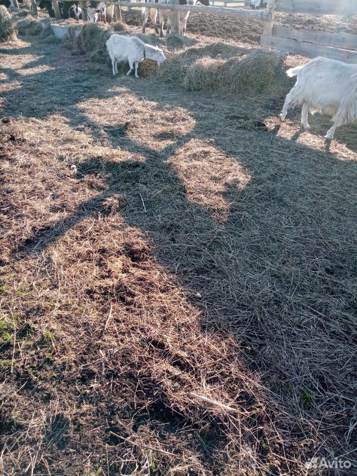 Баран, овцы козы купить на Зозу.ру - фотография № 4