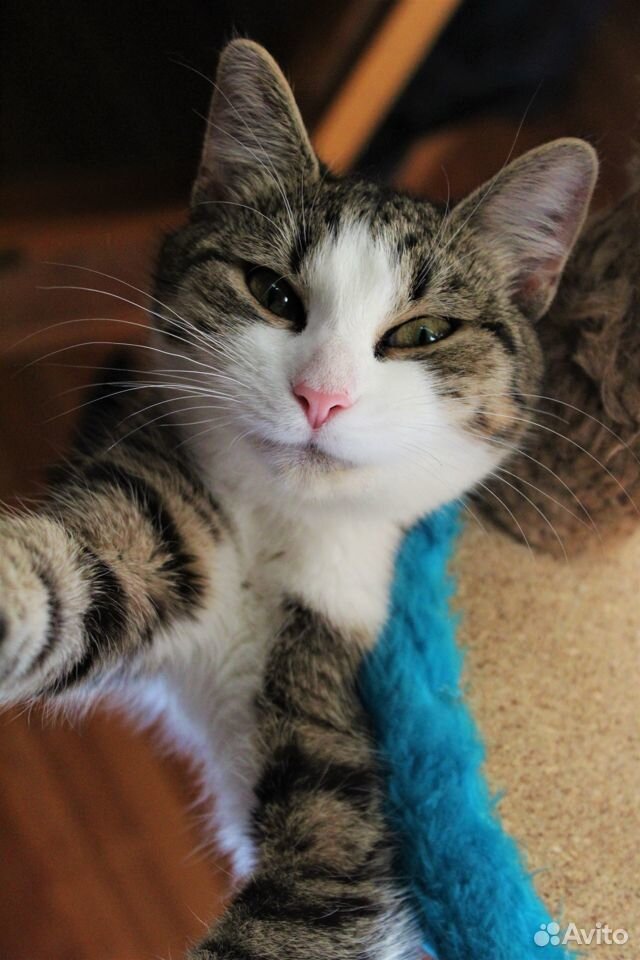 Очаровательная кошка Гайна в добрые руки. москвамо купить на Зозу.ру - фотография № 2