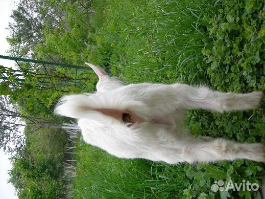 Зааненские чистопородные козы купить на Зозу.ру - фотография № 2