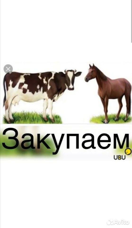Закупаю скота купить на Зозу.ру - фотография № 1