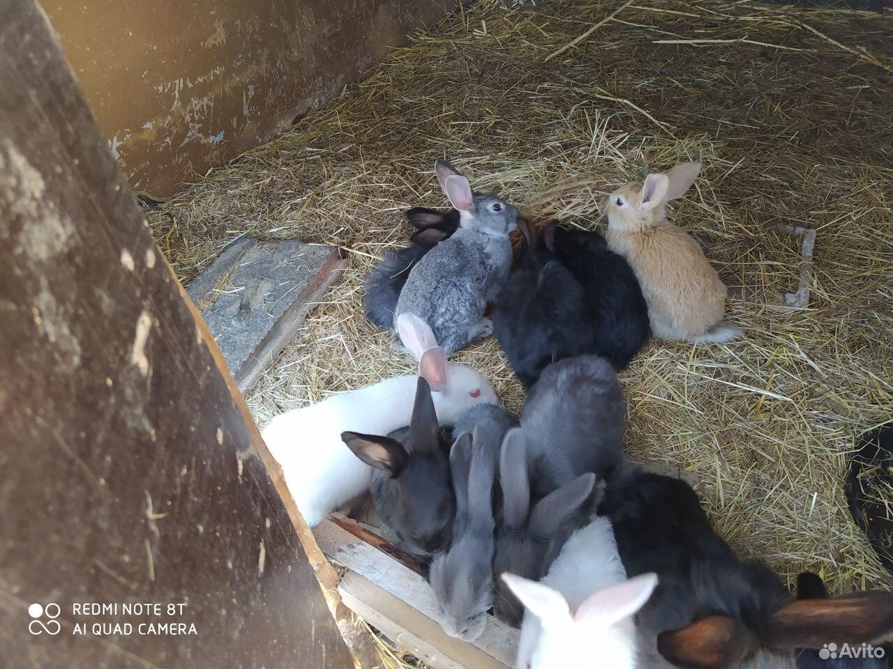 Крольчата почти 2 месяца купить на Зозу.ру - фотография № 2