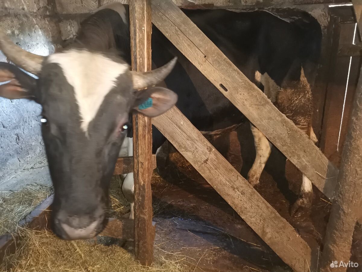 Бык корова телёнок купить на Зозу.ру - фотография № 2