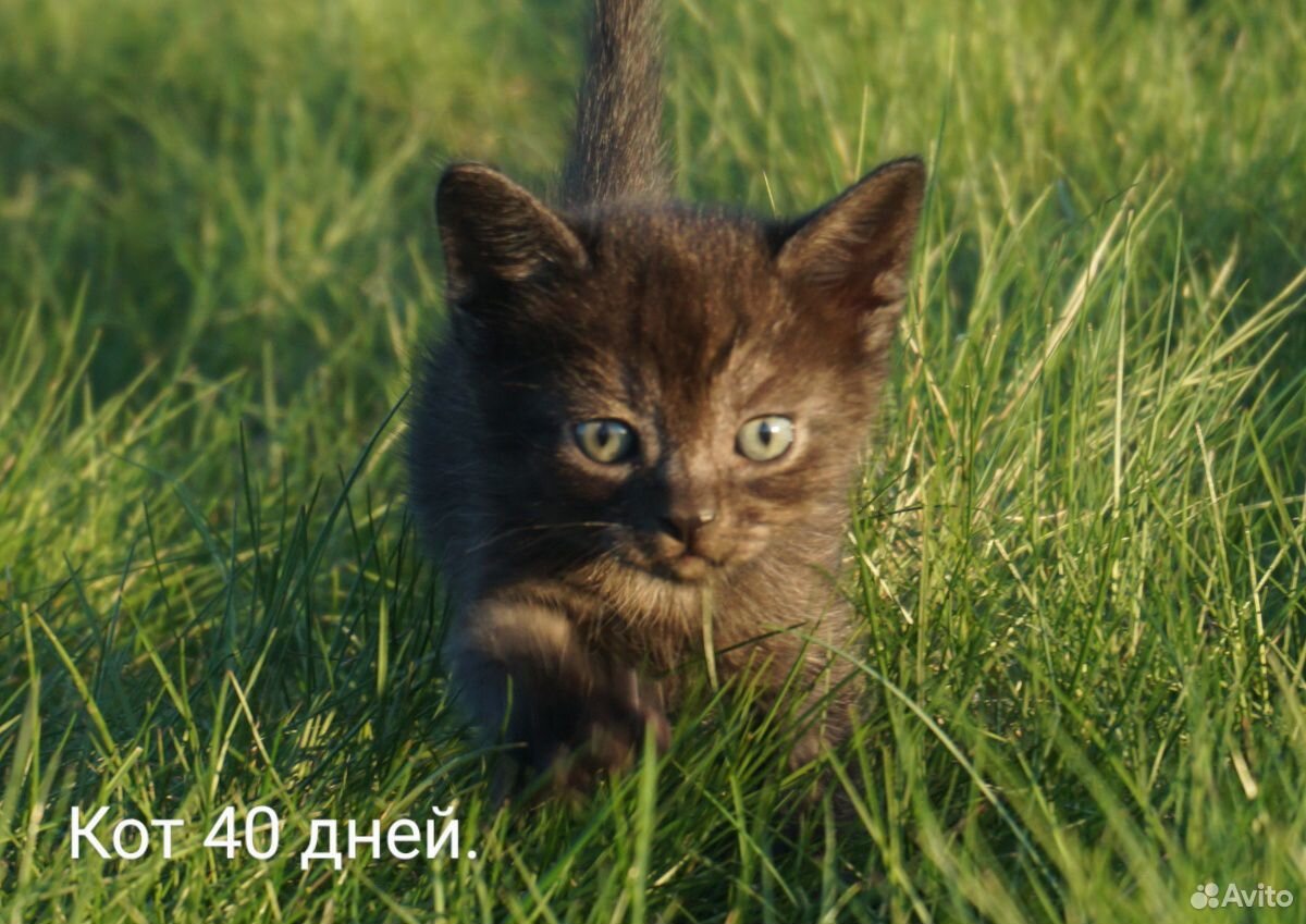 Кошки купить на Зозу.ру - фотография № 7