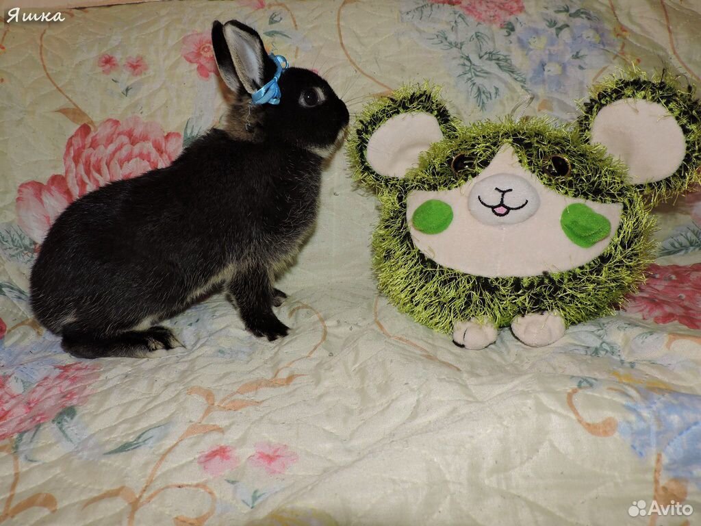 Милый пушистый питомец декоративный кролик купить на Зозу.ру - фотография № 4