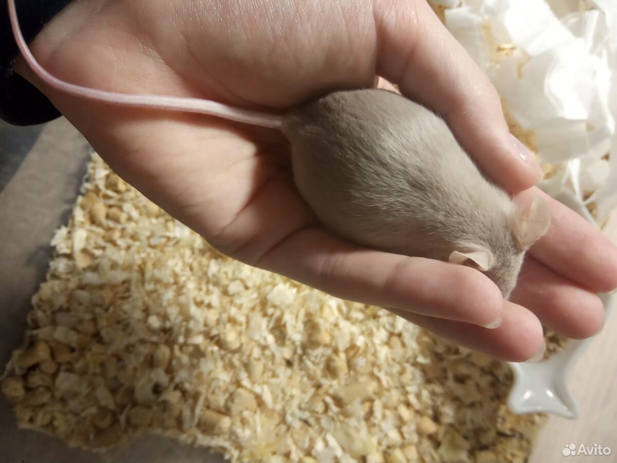 Японская мышка купить на Зозу.ру - фотография № 2