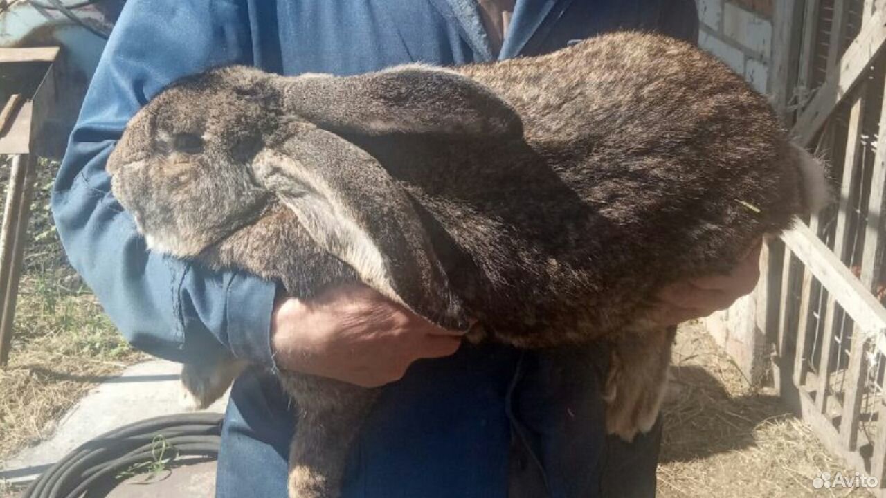 Кролики крупной породы (фландер) купить на Зозу.ру - фотография № 1