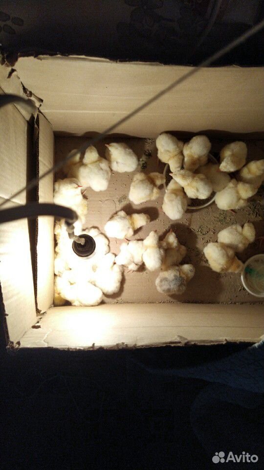 Цыплята суточные вылупились 14. 05. бролер купить на Зозу.ру - фотография № 2