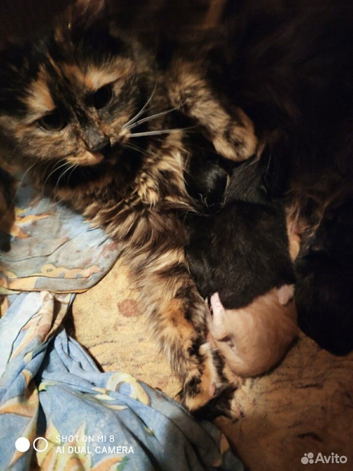 Котята от трехцветной кошки купить на Зозу.ру - фотография № 1