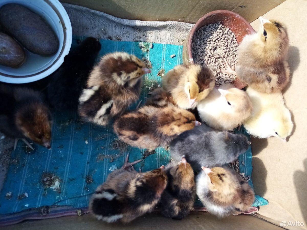 Цыплята не сушки домашние купить на Зозу.ру - фотография № 2