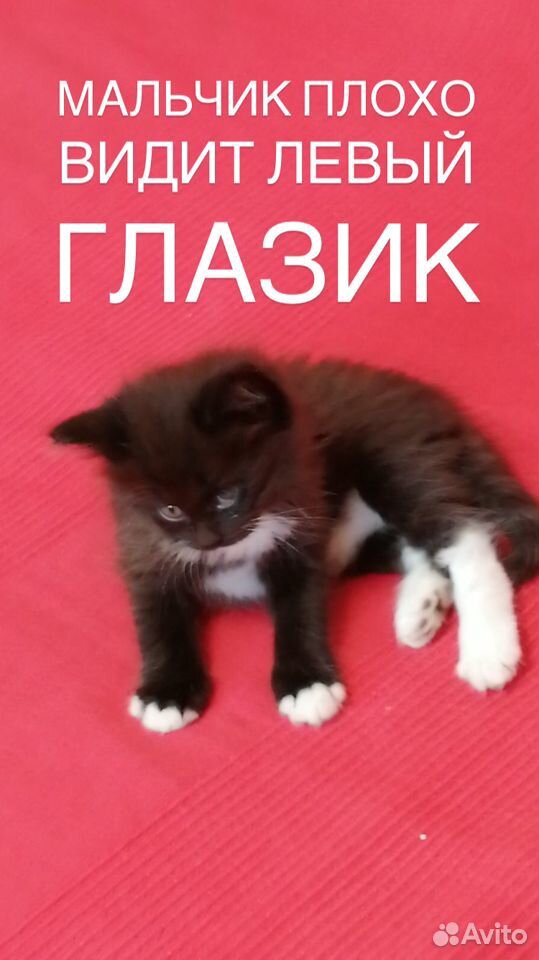 Отдам котят в добрые руки купить на Зозу.ру - фотография № 4