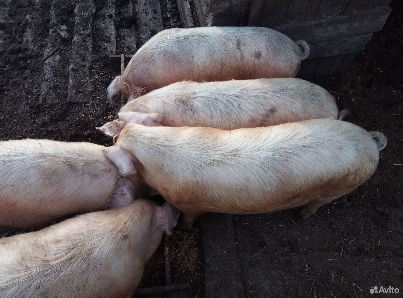 Продам свиней 8месяцес очень хорошие, содержатся н купить на Зозу.ру - фотография № 1