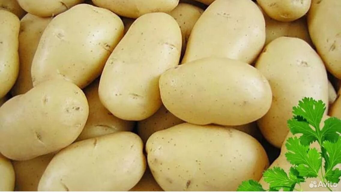 Скороспелый посадочный картофель импала, розара купить на Зозу.ру - фотография № 3
