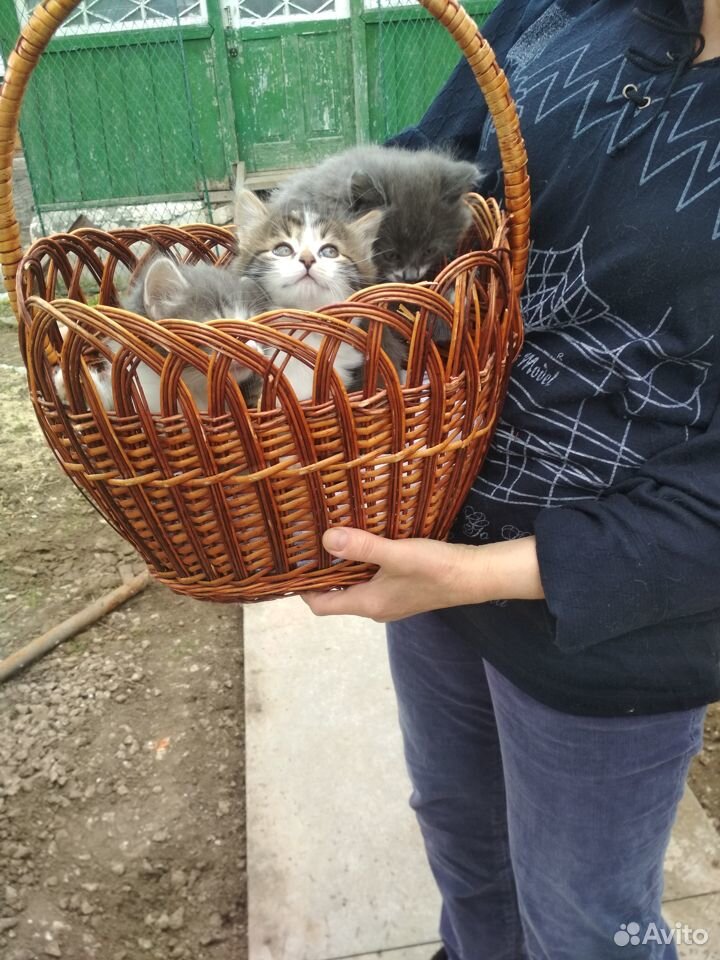 Отдаём котят в добрые руки купить на Зозу.ру - фотография № 7