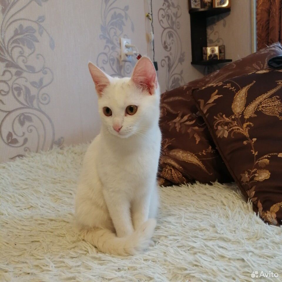 Котенок беленький купить на Зозу.ру - фотография № 2