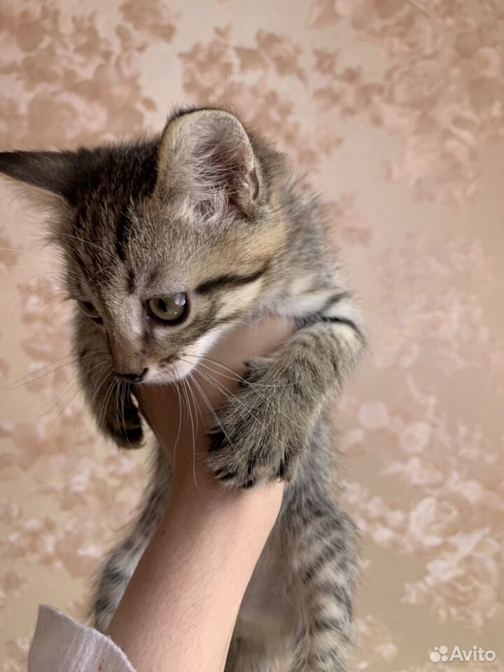 Котёнок в добрые руки купить на Зозу.ру - фотография № 6