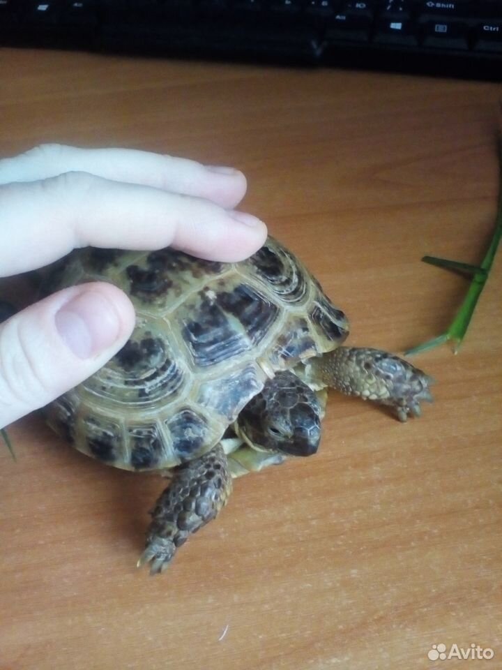 Сухопутная черепаха купить на Зозу.ру - фотография № 4