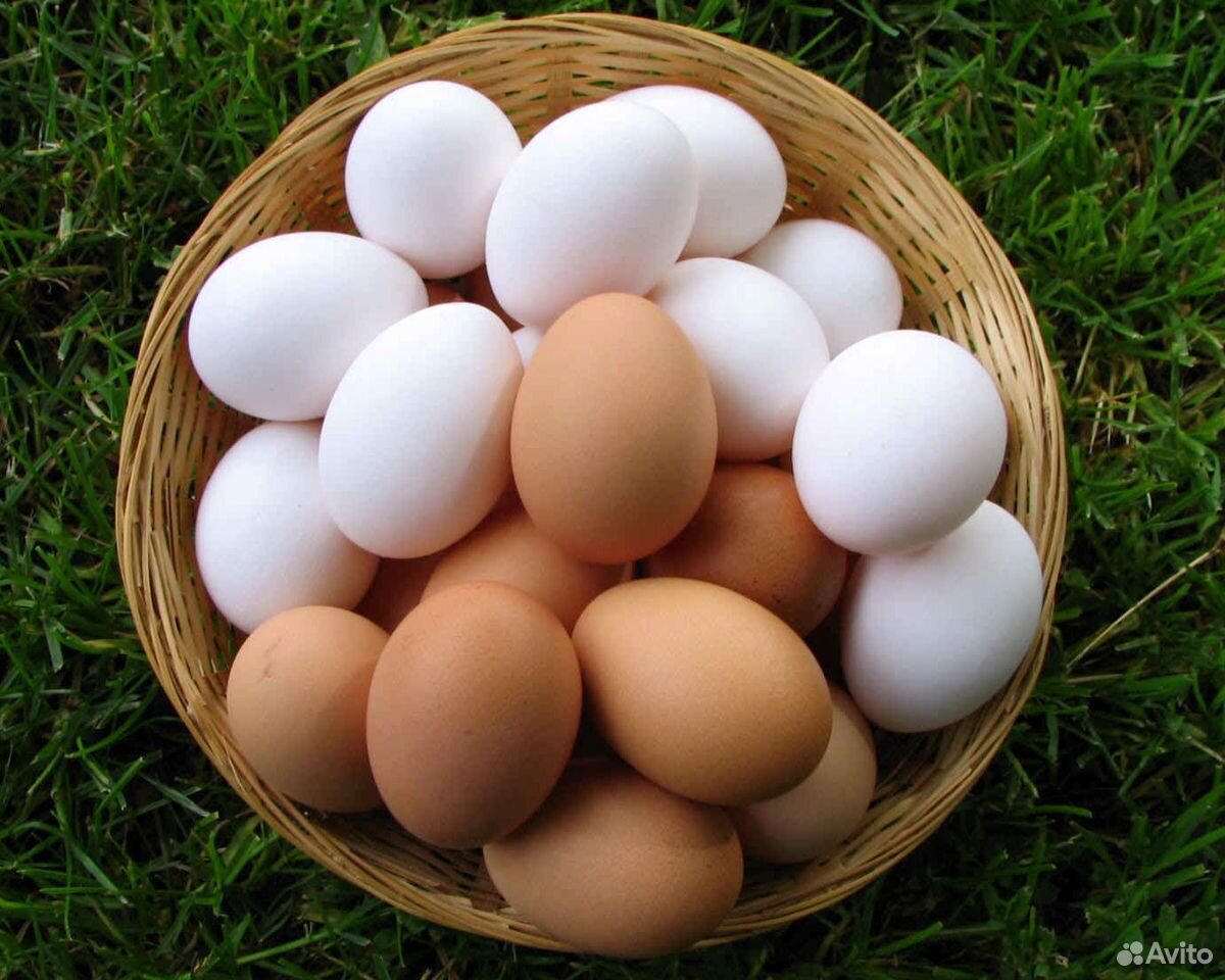 картинки домашних яиц куриных
