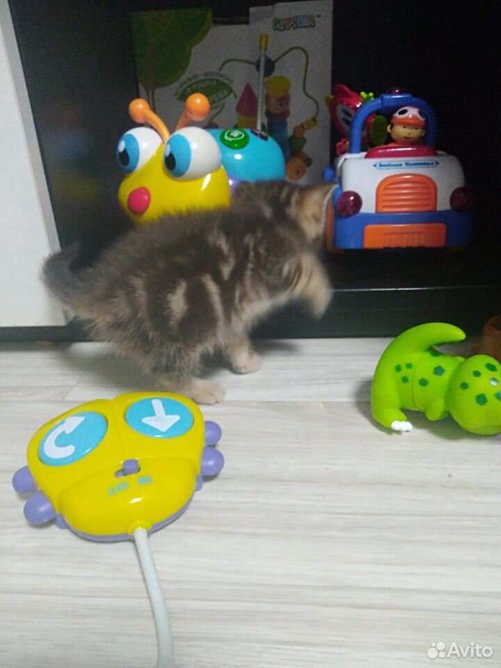 Ласковые котята купить на Зозу.ру - фотография № 5