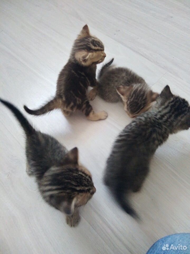 Ласковые котята купить на Зозу.ру - фотография № 1