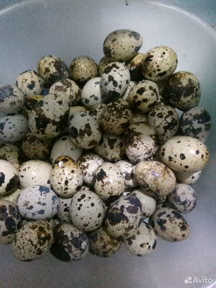 Инкубационное перепелинное яйцо Техасской породы 1 купить на Зозу.ру - фотография № 1