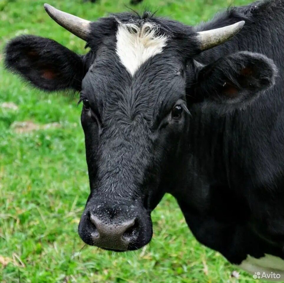 Высокоудойная корова купить на Зозу.ру - фотография № 1