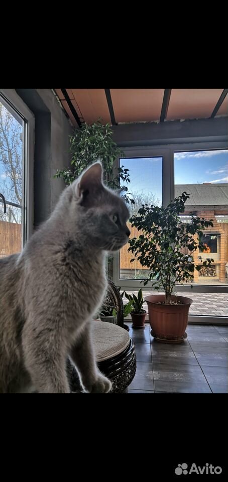 Британский котенок купить на Зозу.ру - фотография № 3