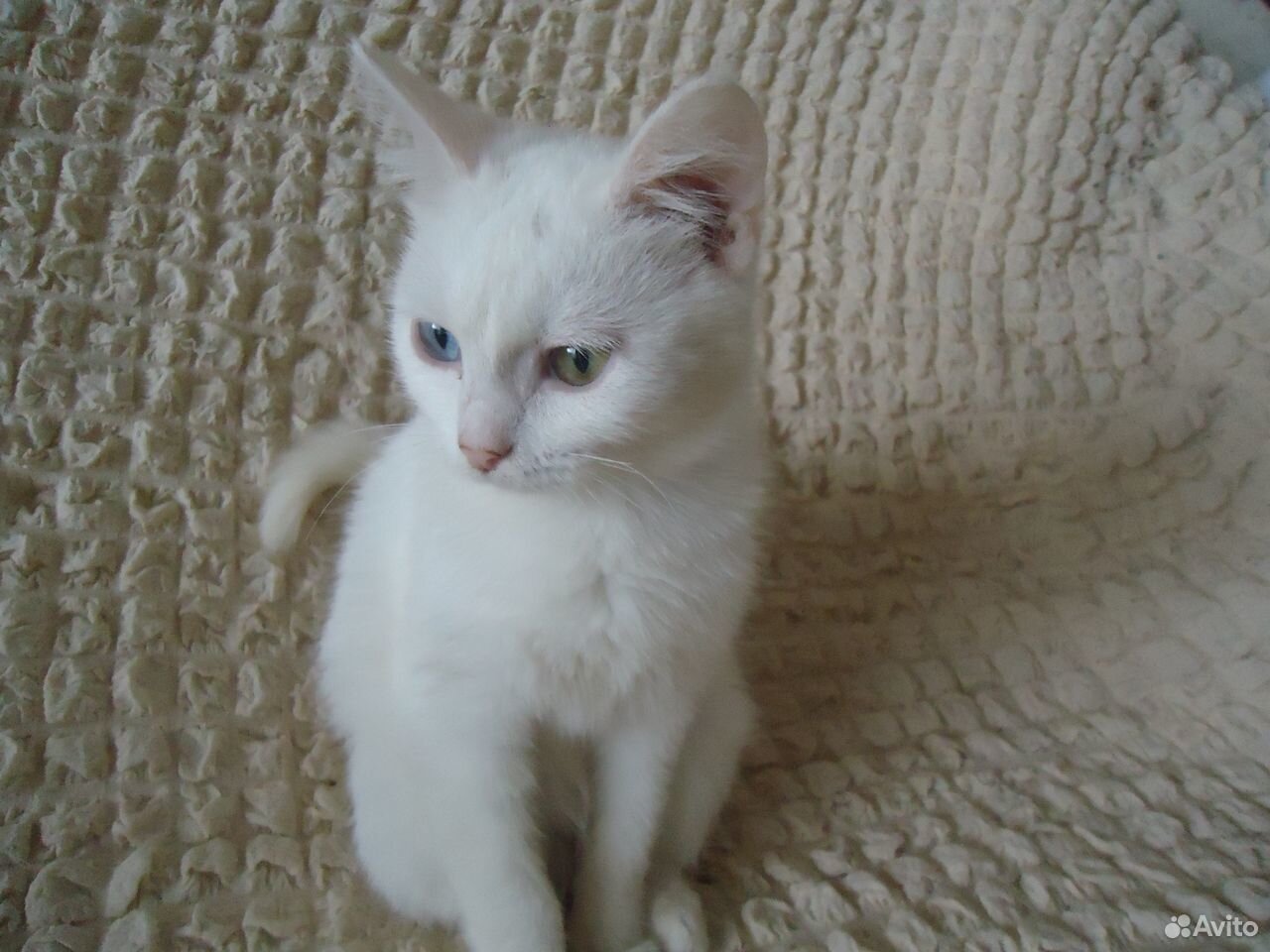 Белая кошка купить на Зозу.ру - фотография № 1