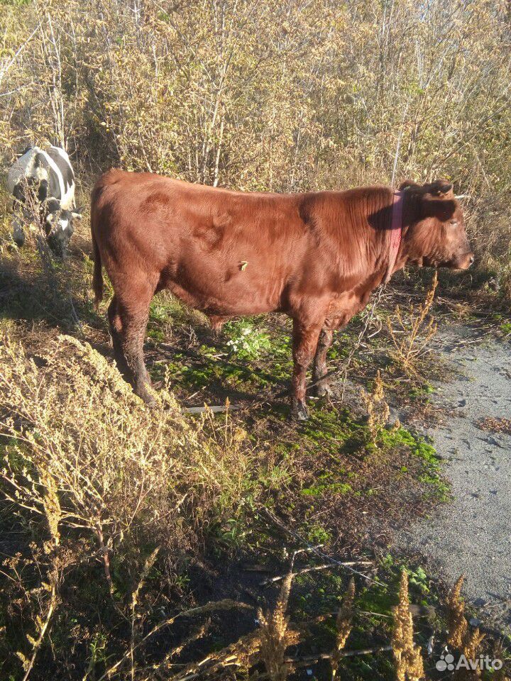 Корова и бычки купить на Зозу.ру - фотография № 5
