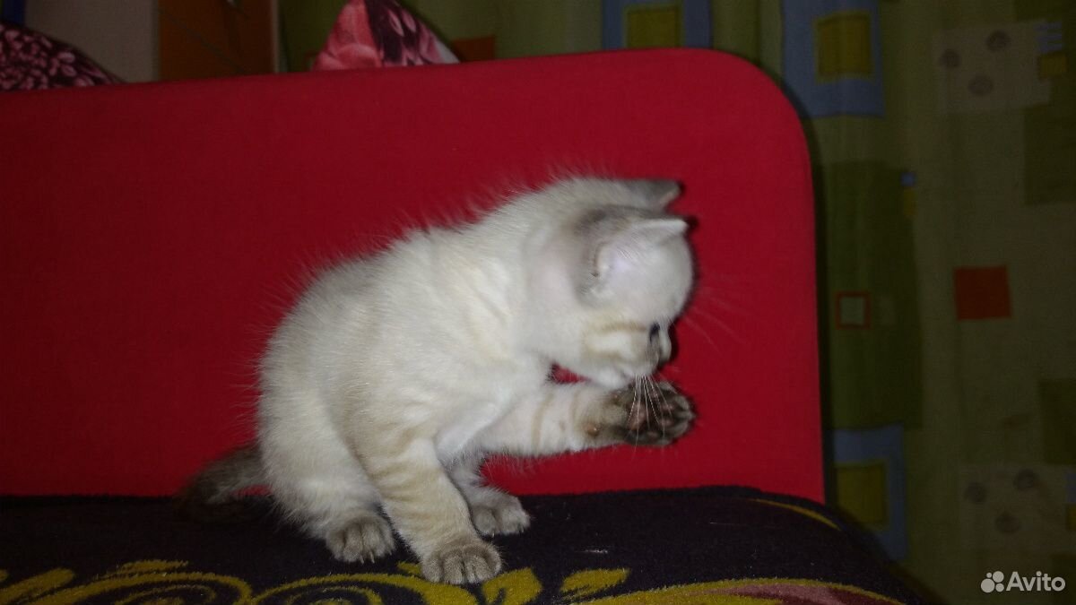 Сиамский котёнок купить на Зозу.ру - фотография № 3