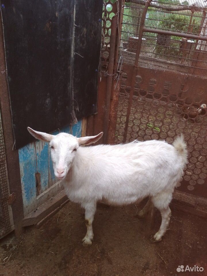 Продаются две 1.5 годовалые козы.Все вопросы по те купить на Зозу.ру - фотография № 5