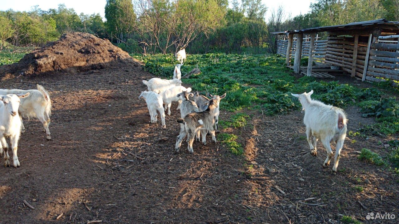 Продам породистых козлят купить на Зозу.ру - фотография № 3