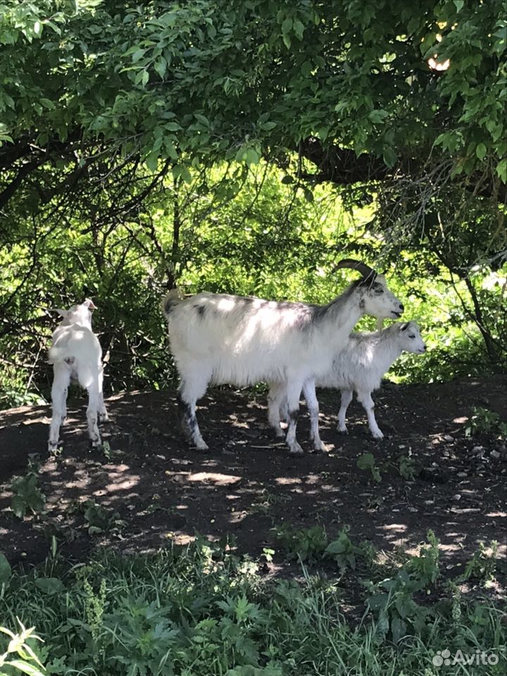 Коза с двумя козачками обе самки купить на Зозу.ру - фотография № 1