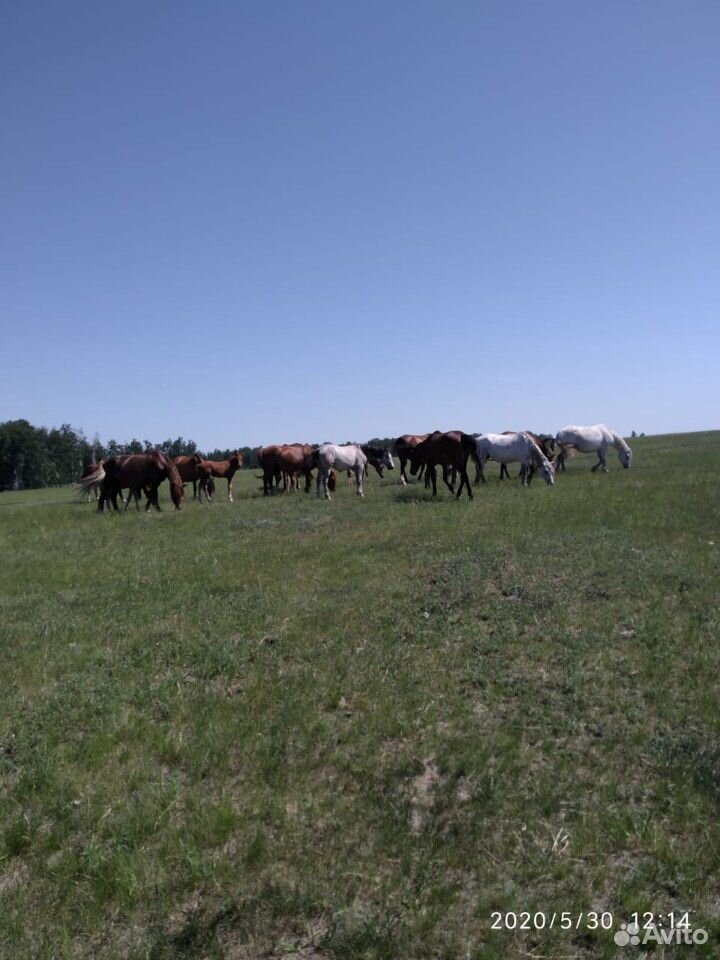 Лошади, кобылы с жеребятами купить на Зозу.ру - фотография № 1