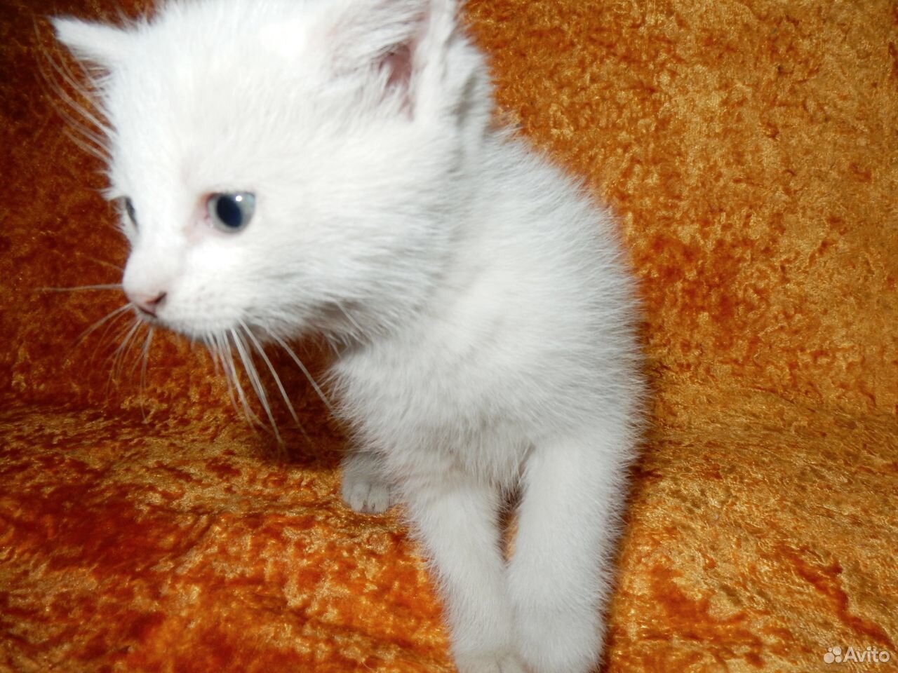 Белоснежные голубоглазые котики купить на Зозу.ру - фотография № 1